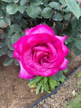 いばらきフラワーパークに投稿された画像（2022/5/22）