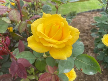 いばらきフラワーパークに投稿された画像（2022/5/22）