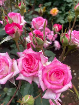 いばらきフラワーパークに投稿された画像（2022/5/22）