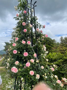 いばらきフラワーパークに投稿された画像（2022/5/22）