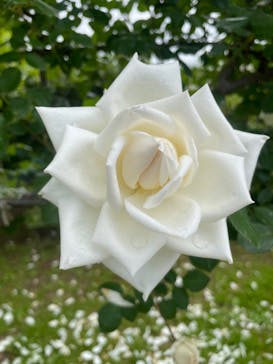 いばらきフラワーパークに投稿された画像（2022/5/22）