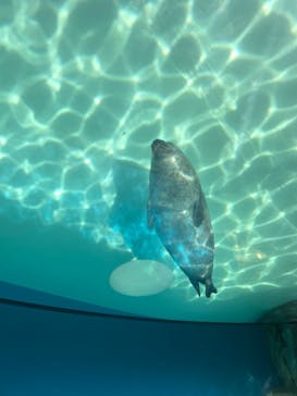しながわ水族館に投稿された画像（2022/5/22）