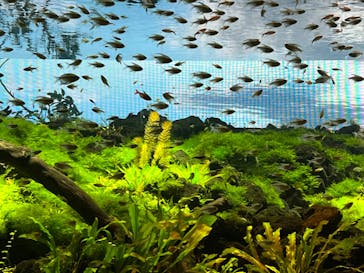 カワスイ 川崎⽔族館に投稿された画像（2022/5/22）