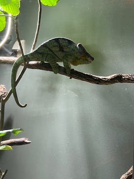 カワスイ 川崎⽔族館に投稿された画像（2022/5/22）