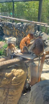 よこはま動物園ズーラシアに投稿された画像（2022/5/22）