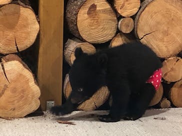 奥飛騨クマ牧場に投稿された画像（2022/5/22）