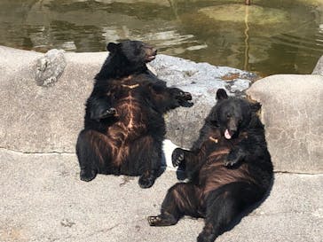 奥飛騨クマ牧場に投稿された画像（2022/5/22）