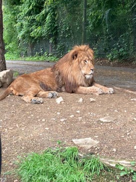 群馬サファリパークに投稿された画像（2022/5/22）