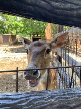 群馬サファリパークに投稿された画像（2022/5/22）
