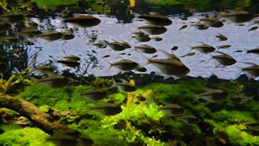 カワスイ 川崎⽔族館に投稿された画像（2022/5/22）