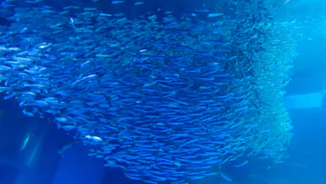 横浜・八景島シーパラダイスに投稿された画像（2022/5/22）