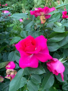 ACAO FORESTに投稿された画像（2022/5/22）