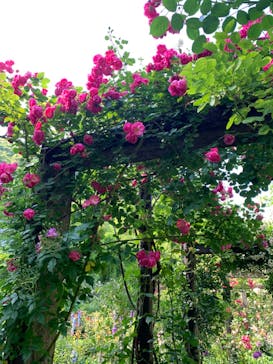 ACAO FORESTに投稿された画像（2022/5/22）