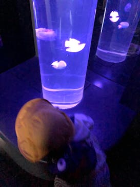 サンシャイン水族館に投稿された画像（2022/5/22）