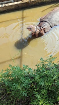 しろとり動物園に投稿された画像（2022/5/22）