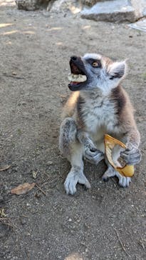 しろとり動物園に投稿された画像（2022/5/22）