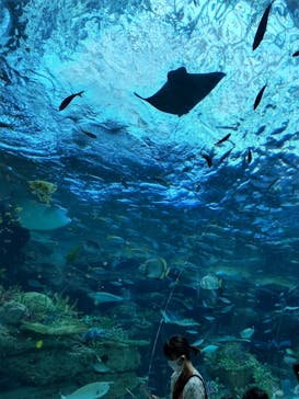 名古屋港水族館に投稿された画像（2022/5/22）