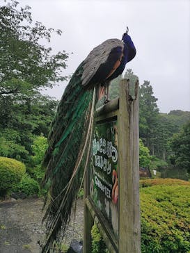 伊豆シャボテン動物公園に投稿された画像（2022/5/22）