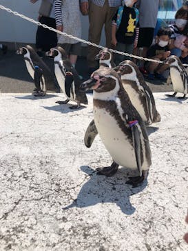 越前松島水族館に投稿された画像（2022/5/22）