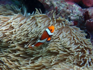 marine assist DEMI（マリンアシストデミ）に投稿された画像（2022/5/22）