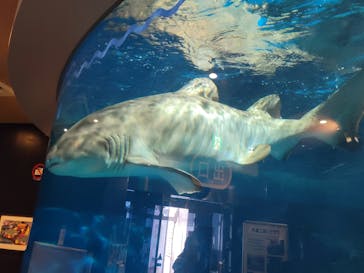 しながわ水族館に投稿された画像（2022/5/22）