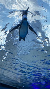 サンシャイン水族館に投稿された画像（2022/5/22）