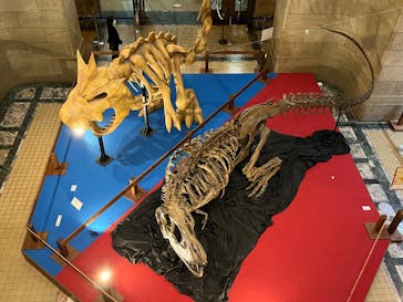 国立科学博物館　特別企画展「ポケモン化石博物館」に投稿された画像（2022/5/22）