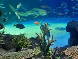 サンシャイン水族館に投稿された画像（2022/5/22）
