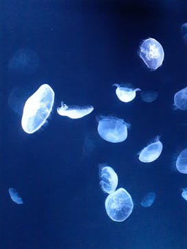 サンシャイン水族館に投稿された画像（2022/5/22）