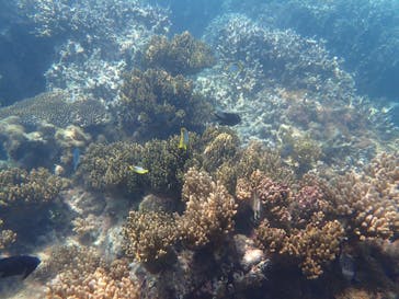 石垣島 ADVENTURE PiPi（イシガキジマアドベンチャーピピ）に投稿された画像（2022/5/22）