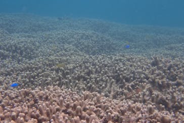 石垣島 ADVENTURE PiPi（イシガキジマアドベンチャーピピ）に投稿された画像（2022/5/22）