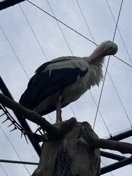 天王寺動物園に投稿された画像（2022/5/22）