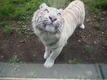 伊豆アニマルキングダムに投稿された画像（2022/5/22）