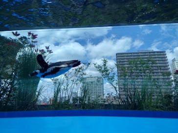 サンシャイン水族館に投稿された画像（2022/5/22）