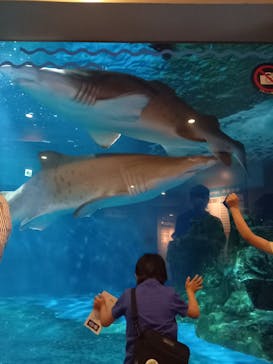 しながわ水族館に投稿された画像（2022/5/22）