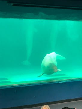 鴨川シーワールドに投稿された画像（2022/5/22）