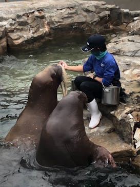 鴨川シーワールドに投稿された画像（2022/5/22）