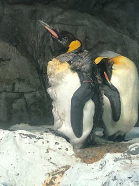 鴨川シーワールドに投稿された画像（2022/5/22）