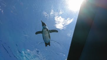 サンシャイン水族館に投稿された画像（2022/5/23）