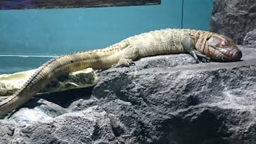 サンシャイン水族館に投稿された画像（2022/5/23）