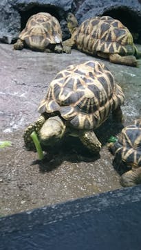 サンシャイン水族館に投稿された画像（2022/5/23）