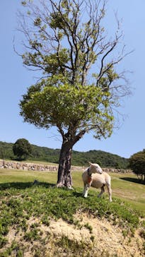 淡路ファームパーク イングランドの丘に投稿された画像（2022/5/23）