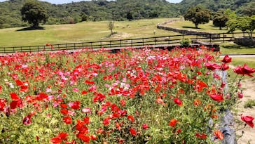 淡路ファームパーク イングランドの丘に投稿された画像（2022/5/23）