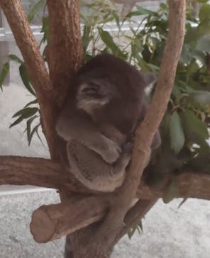 淡路ファームパーク イングランドの丘に投稿された画像（2022/5/23）