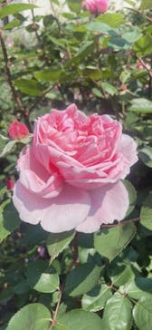 神戸布引ハーブ園／ロープウェイに投稿された画像（2022/5/23）