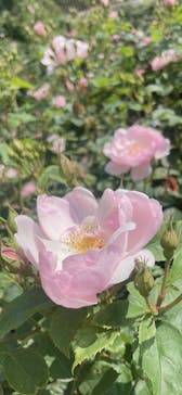 神戸布引ハーブ園／ロープウェイに投稿された画像（2022/5/23）