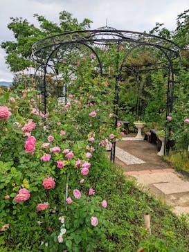 いばらきフラワーパークに投稿された画像（2022/5/23）