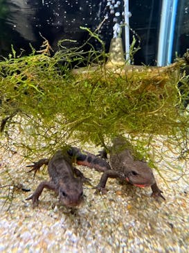 カワスイ 川崎⽔族館に投稿された画像（2022/5/23）