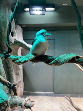 カワスイ 川崎⽔族館に投稿された画像（2022/5/23）