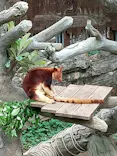 よこはま動物園ズーラシアに投稿された画像（2022/5/20）